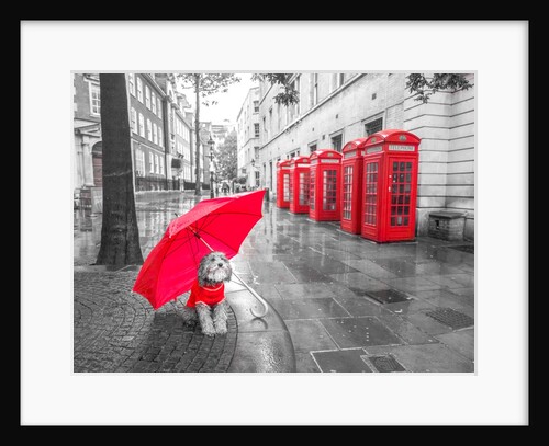 Dog with umbrella in London by Assaf Frank